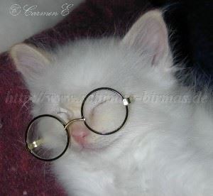 brilleverrutscht Gro�e Webansicht