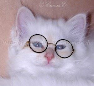 WinnimitBrille Gro�e Webansicht