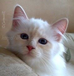 08112008615 Mittlere Webansicht02 08112008615 Mittlere Webansicht02