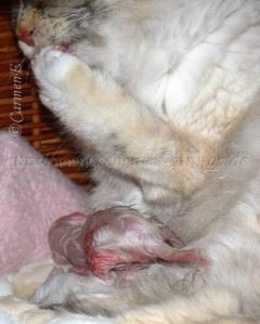 Z-Geburt2 Mittlere Webansicht02 Z-Geburt2 Mittlere Webansicht02