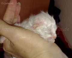 E-Babys 5.09.2008_4 Große Webansicht04 E-Babys 5.09.2008_4 Große Webansicht04