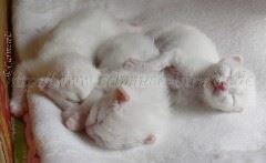 05-04-07 096 Große Webansicht02 05-04-07 096 Große Webansicht02