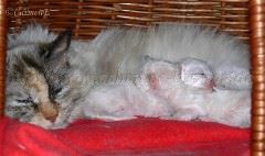 April06 025 Große Webansicht02 April06 025 Große Webansicht02