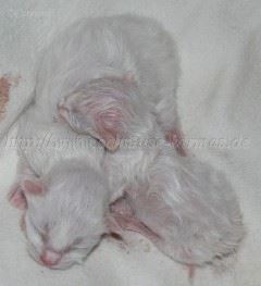 EBabys-03.09.2008_0 Große Webansicht03 EBabys-03.09.2008_0 Große Webansicht03