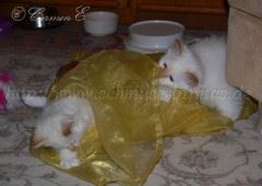 29.05.06 003 Gro�e Webansicht03