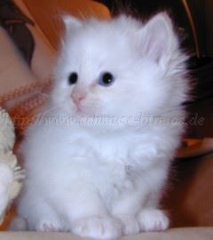 W_5Wochen Gro�e Webansicht