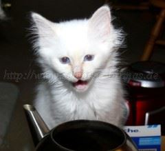 Juni07 111 Mittlere Webansicht