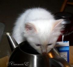 Juni07 110 Mittlere Webansicht