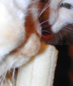 Banane2 Gro�e Webansicht