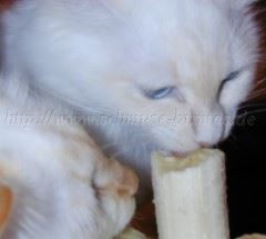 Banane1 Gro&szlig;e Webansicht