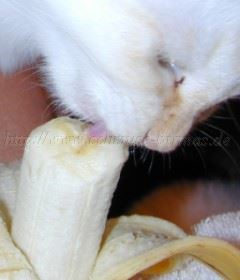 ShalomBanane Gro�e Webansicht