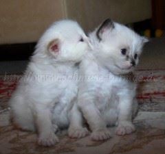 3Wochen alt 061 Mittlere Webansicht