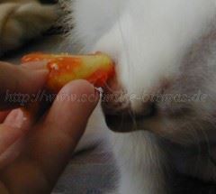 SaphiraTomate4 Gro�e Webansicht