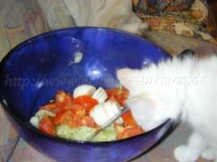 SaphiraSalat Gro�e Webansicht