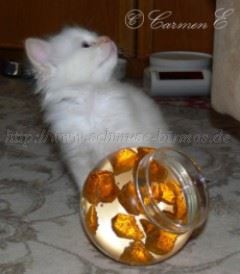 Zoe23.05.06 004 Gro�e Webansicht Mittlere Webansicht02