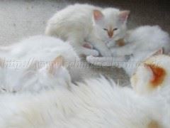 BallouBabys_entsetzt Mittlere Webansicht BallouBabys_entsetzt Mittlere Webansicht