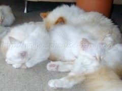 BallouBabys_Vateridylle Große Webansicht02 BallouBabys_Vateridylle Große Webansicht02