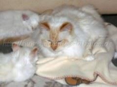 29.05.06 055 Mittlere Webansicht 29.05.06 055 Mittlere Webansicht