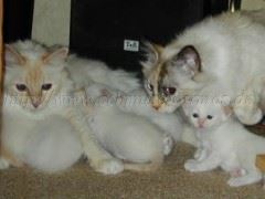 NanoucheEviBabys-05.2003 Mittlere Webansicht NanoucheEviBabys-05.2003 Mittlere Webansicht