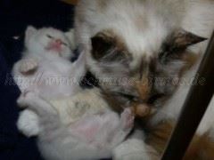 Desiree01.08.08_42 Große Webansicht04 Desiree01.08.08_42 Große Webansicht04