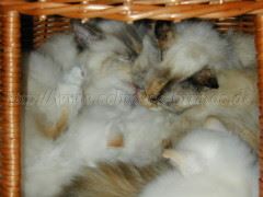 AliceNanoucheKorb Große Webansicht AliceNanoucheKorb Große Webansicht