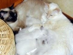 AngieSaphiraBabys Mittlere Webansicht AngieSaphiraBabys Mittlere Webansicht