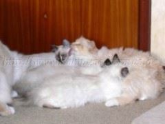 Ersatzmama 011 Große Webansicht Ersatzmama 011 Große Webansicht