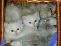 Nanouche_Babykorb0504 Große Webansicht Nanouche_Babykorb0504 Große Webansicht