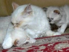 5,5 Wochen 026 Mittlere Webansicht02 5,5 Wochen 026 Mittlere Webansicht02