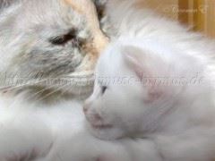 Davina 01.08.08_1 Große Webansicht03 Davina 01.08.08_1 Große Webansicht03