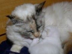 Nanouche-Desiree_010808_3 Große Webansicht Nanouche-Desiree_010808_3 Große Webansicht