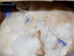 30.07.08_1 Große Webansicht02 30.07.08_1 Große Webansicht02