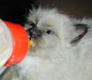 Flasche_22052004