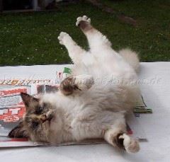 Alischa2091- Mittlere Webansicht Alischa2091- Mittlere Webansicht