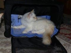 Reise nach Wien 001 Große Webansicht02 Reise nach Wien 001 Große Webansicht02