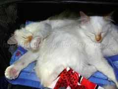 Reise nach Wien 021 Große Webansicht02 Reise nach Wien 021 Große Webansicht02