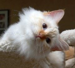 19.11.06 054 Große Webansicht02 19.11.06 054 Große Webansicht02